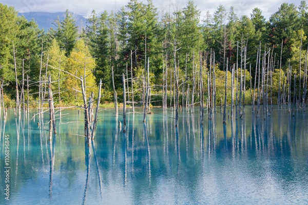 Fototapeta 水面に映る雑木林　青い池
