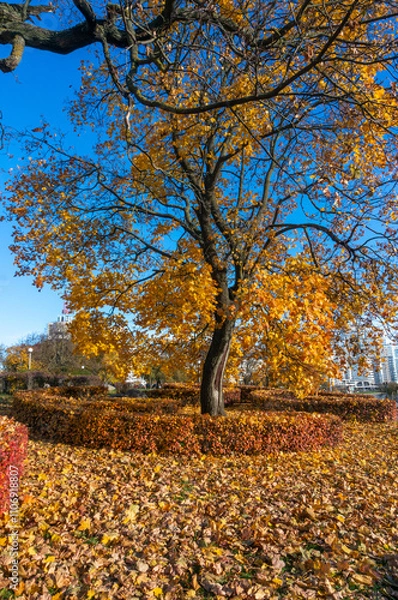 Obraz An autumn tree with colourful leaves in a park in the city.