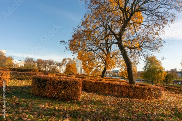 Obraz An autumn tree with colourful leaves in a park in the city.