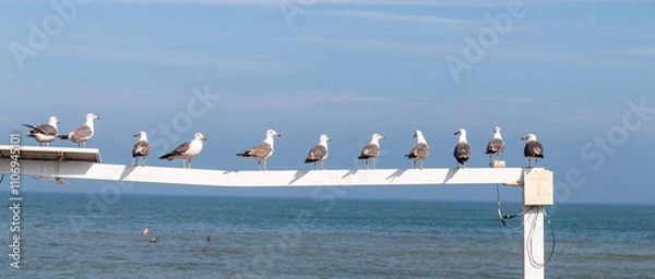 Obraz seagulls on the pier