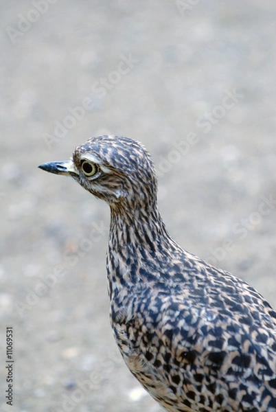 Obraz Triel, Triele, vogel