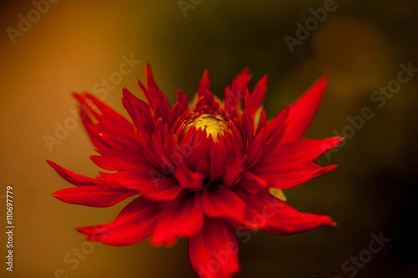 Fototapeta Red Flower #2