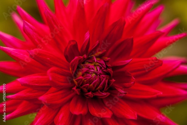 Fototapeta Red Flower #3