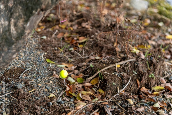 Obraz 渇水で露わになった、木に引っかかって捨てられた釣り道具の一部