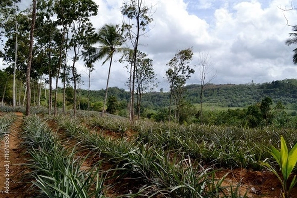 Obraz pinepple  plantation