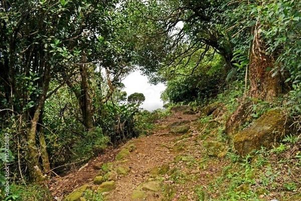 Obraz way to the forest