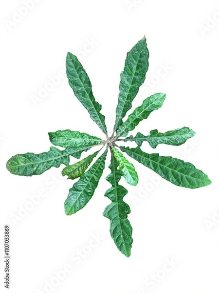 Obraz leaf isolated on white background