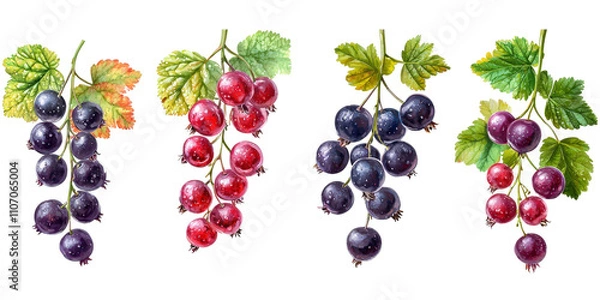 Fototapeta A Collection of Realistic Hand-Drawn Grapes in Various Colors Showcasing Their Natural Beauty and Unique Characteristics for Artistic and Educational Purposes