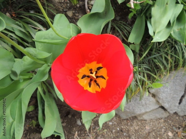 Obraz 赤いチューリップ