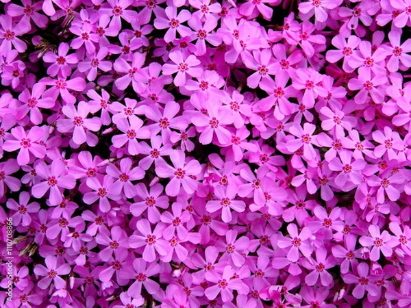 Obraz 満開のシバザクラ