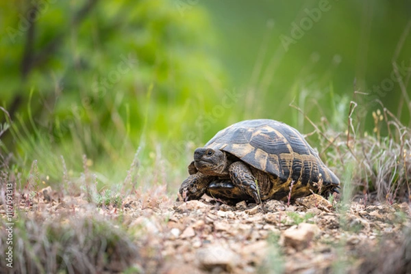 Fototapeta Greek tortoise (Testudo graeca)