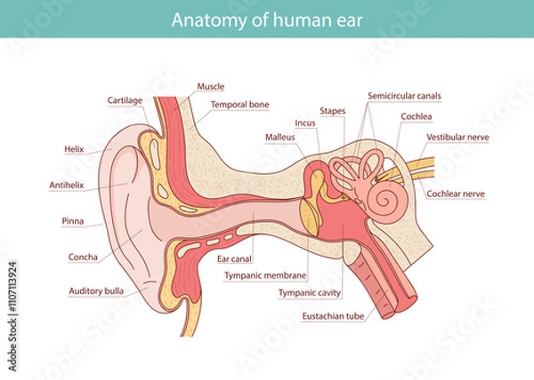 Fototapeta Anatomy of the human ear. Internal structure of the ears, medical vector illustration