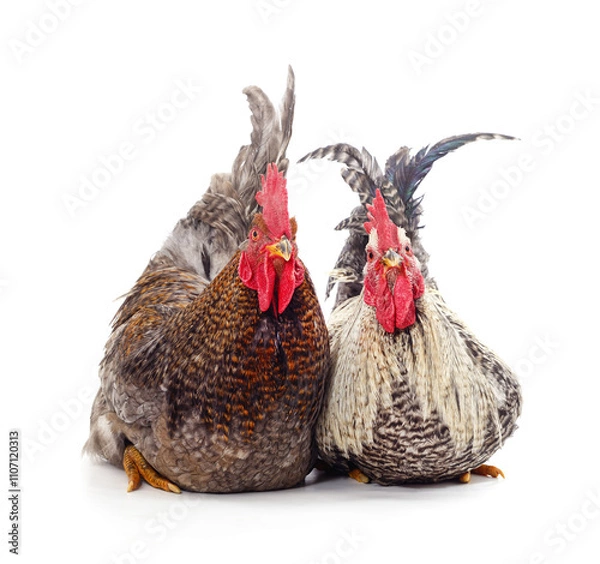 Fototapeta Two young roosters.