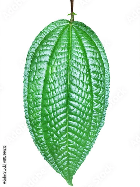 Obraz green leaf isolated on white