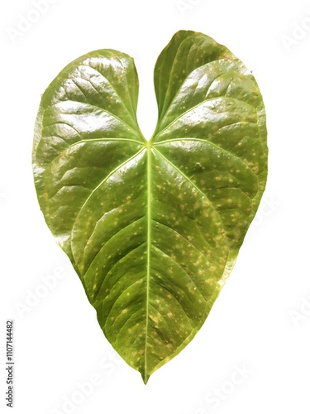 Obraz green leaf isolated on white