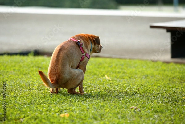 Obraz a dog pooping in a public garden.