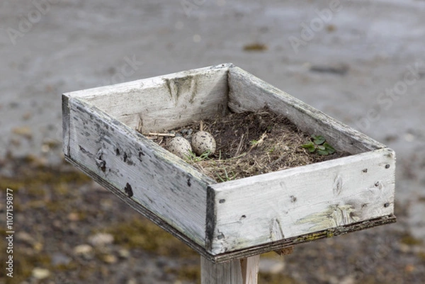 Fototapeta Geschütztes Nest von einem Kiebitz