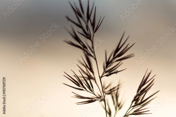 Fototapeta Sunset through Field Grass: Twilight Atmosphere