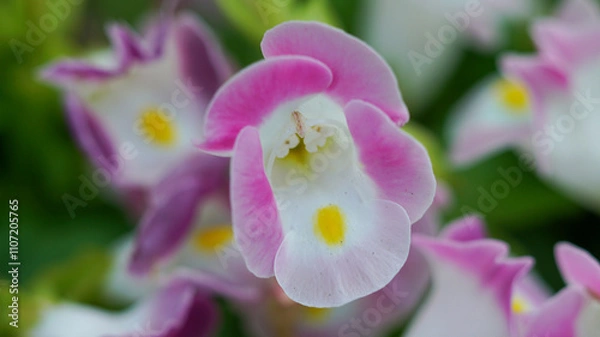Fototapeta Macro photography of pink Torenia fournieri Flowers