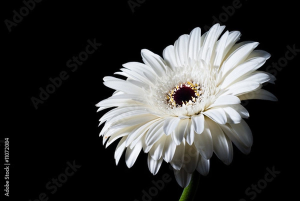 Obraz white gerbera on black