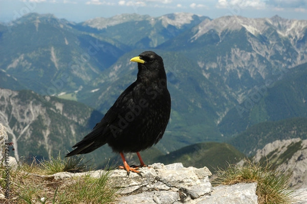 Fototapeta Alpendohle