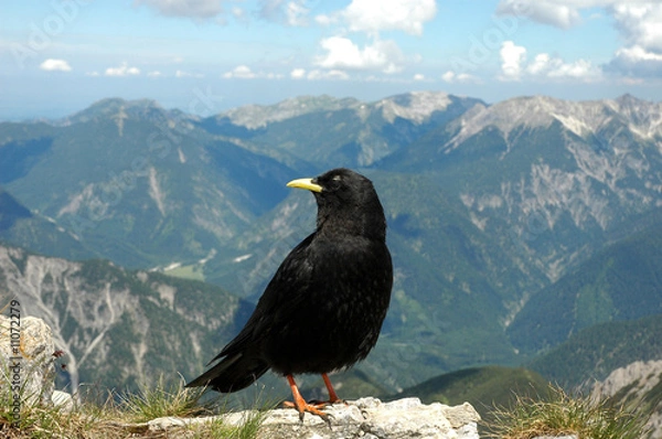 Fototapeta Alpendohle