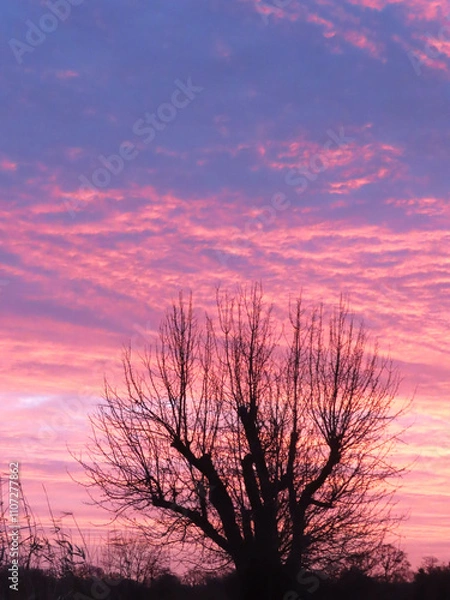 Obraz Arbre au coucher de soleil