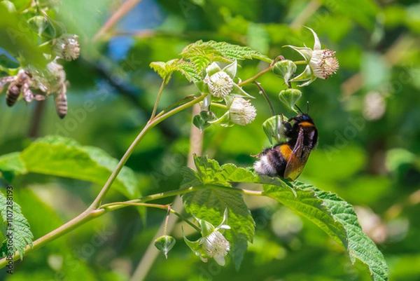 Obraz A bumblebee collects nectar from raspberry blossoms