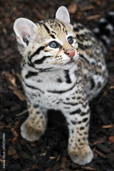 Obraz Ocelot Cub - Brazilian Ocelot kitten looking up