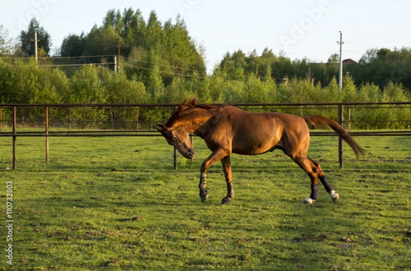 Obraz Рыжий конь
