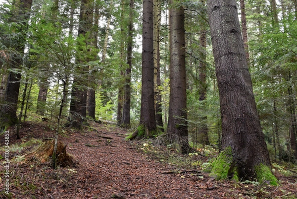 Obraz Ukraine, Carpathian mountains. Deep pine forest, large evergreen trees with mossy roots, steep path. Wild nature, overcast day. Moody landscape, woodland view.