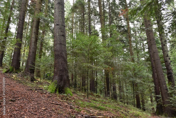 Obraz Ukraine, Carpathian mountains. Deep pine forest, large evergreen trees with mossy roots, steep path. Wild nature, overcast day. Moody landscape, woodland view.