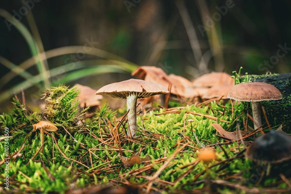 Fototapeta mushroom in the forest