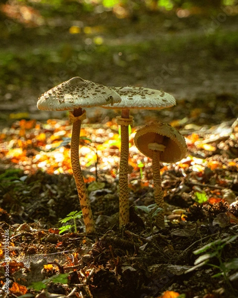 Fototapeta Mushrooms 