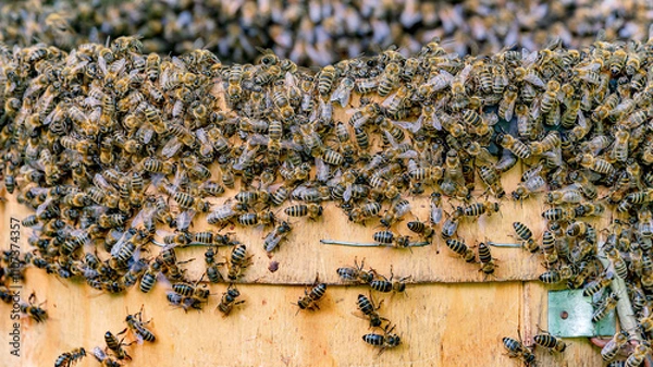 Obraz Bees. A lot of bees. Swarming