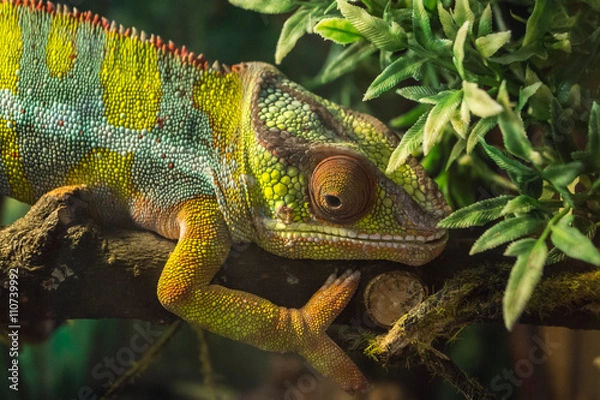 Fototapeta Chamäleon