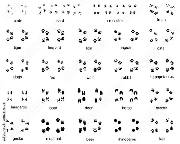 Obraz Set of  traces of wild animals, illustration of black silhouettes		
