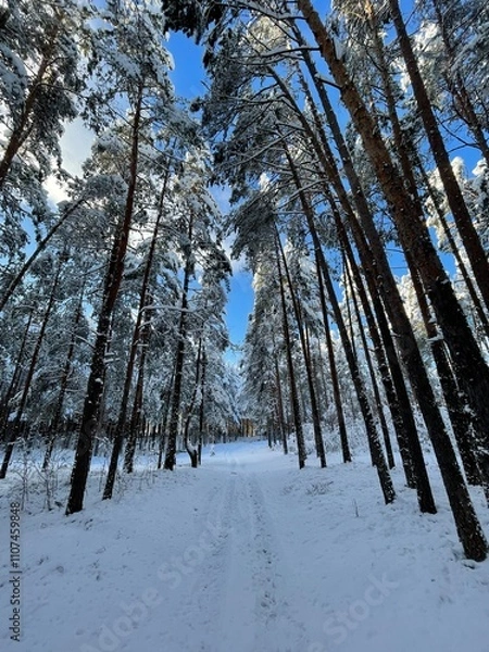 Obraz forest in winter
