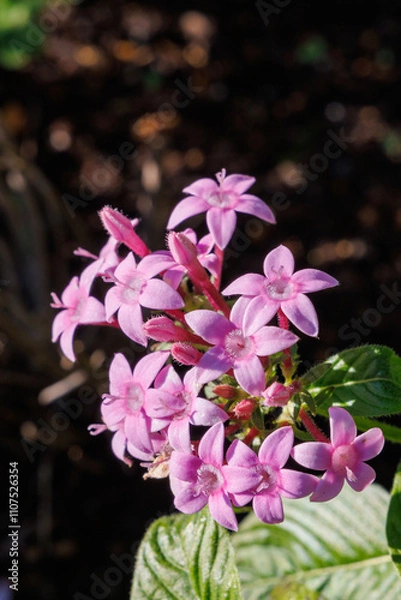 Obraz 夕陽にピンクのペンダス