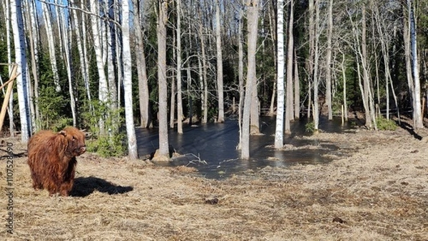 Obraz Brown young horned highland cow lying, calm sunny springtime natural scenery with trees and frozen water. Mobile image.
