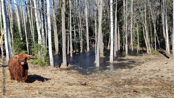 Obraz Brown young horned highland cow lying, calm sunny springtime natural scenery with trees and frozen water. Mobile image.