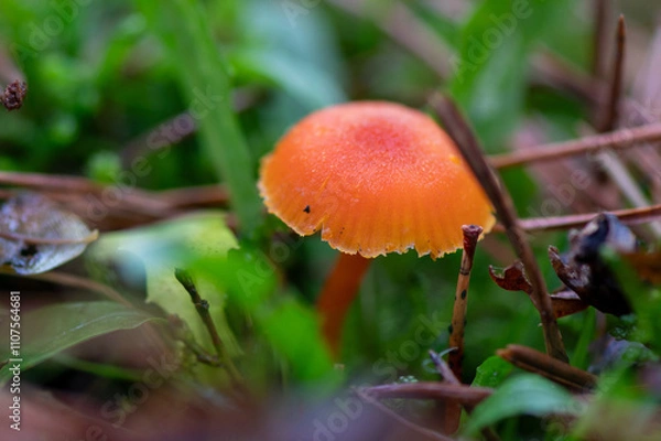 Obraz close-up of a beatiful smal vermilion waxcap