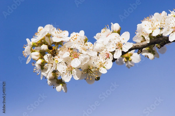 Obraz spring blossom 01