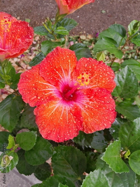 Obraz red dahlia flower