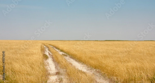 Fototapeta Yellow field
