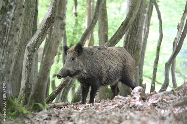 Obraz Sanglier en forêt