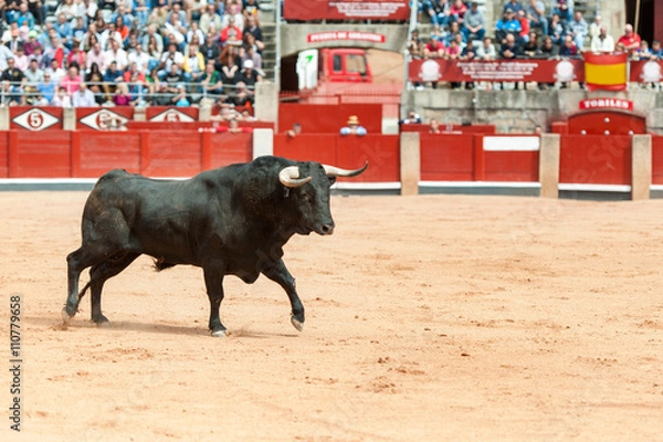 Obraz black bull on the arena with public fund
