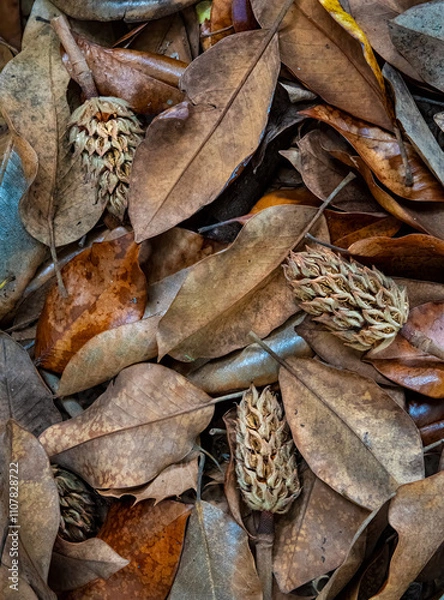 Fototapeta Fallen leaves and empty seed pods of a southern magnolia tree (Magnolia grandiflora) in autumn in central Virginia.
