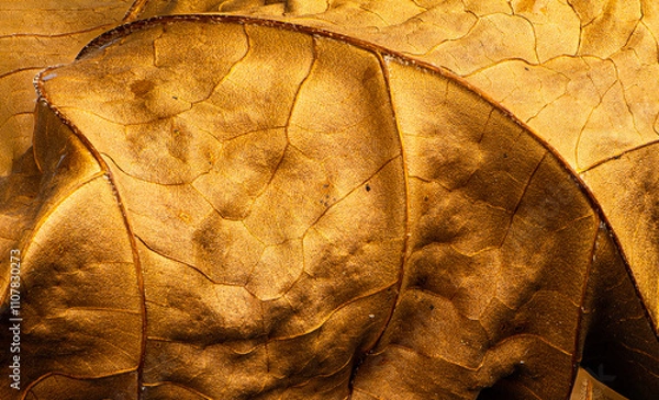 Fototapeta Macro view of dried leaf of sycamore tree (Platanus occidentalis) in autumn.