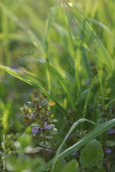 Fototapeta Душистые луговые цветы в траве